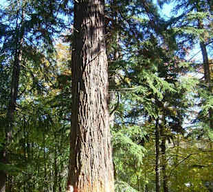Secuoyas inmensas en Santa Fe