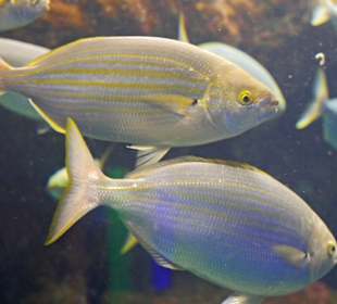 Einfach schöne Fische