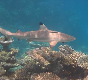 Schwarzspitzen-Riffhai