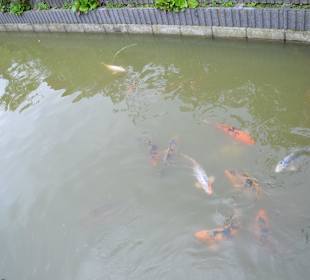 Irrland Bauernhof-Erlebnisoase