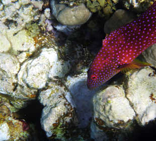 Mondsichel Zackenbarsch