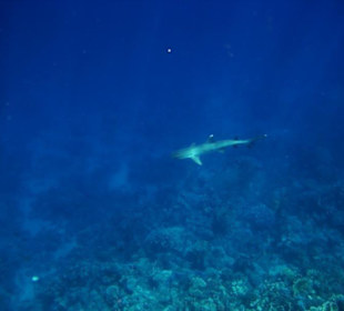 Weißspitze - Schnorcheln Hausriff Gorgonia Beach