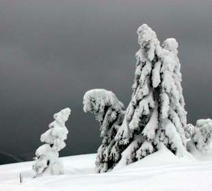 Schneeschuhwanderung am Feldberg 