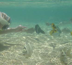 Schnorcheln am hauseigenen Riff