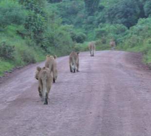 Löwen in der Abenddämmerung