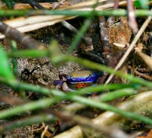 Costa Rica - Cahuita: Blaue Landkrabbe