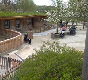 Eurasienbereich - Streichelzoo