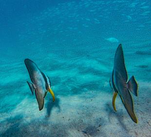 Schnorcheln Soma Bay