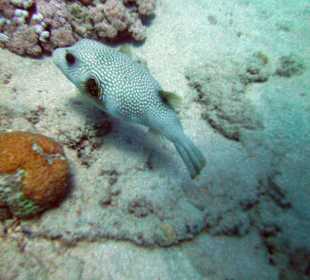 Schnorcheln Hurghada