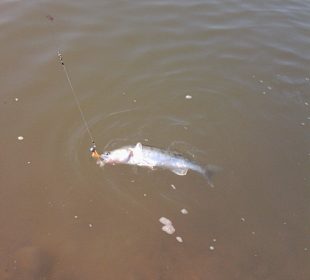 Zander from the deep 