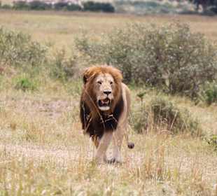 Masai Mara