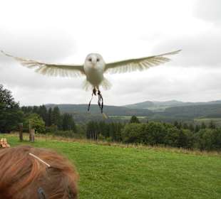 Vorsicht, tieffliegende Eule!
