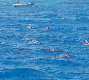 Delfin Tour Hurghada