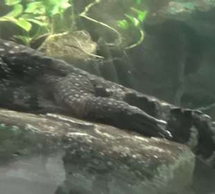 Südamerika Bereich - Jaguarhaus