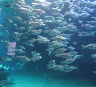 Aquarium / Oceanongrafic