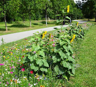 Blumenwiesen am Echternacher See