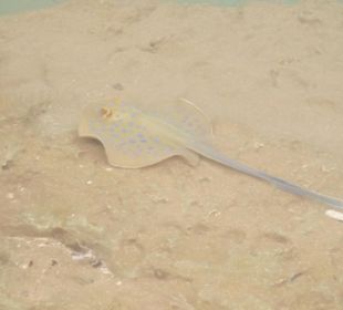 Blaupunkt Rochen auf dem Riffdach