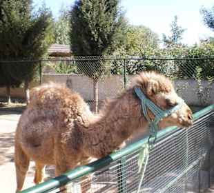 Die Hauptattraktion- das Dromedar