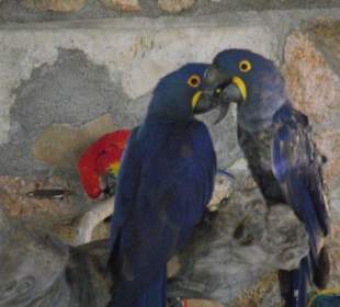 Papageien