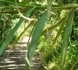 Naturpark S'Albufera