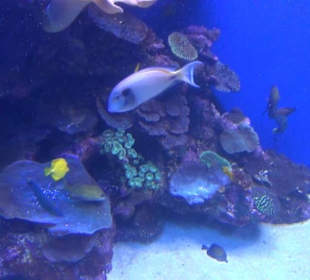 Palma Aquarium