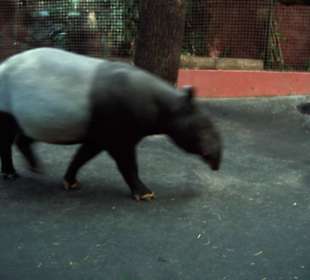 Zoo Dortmund - Die Tiere