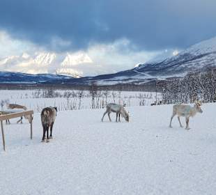 Das Gehege/Fütterung