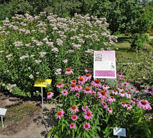 Rundgang durch den Ökologisch-Botanischen Garten