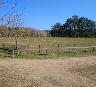 Wildpark Schorfheide