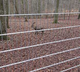 Wildpark Eichert
