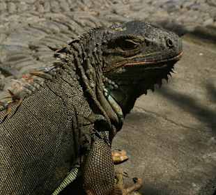 Gady