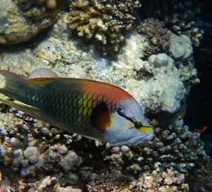 Hotel Gorgonia Beach 