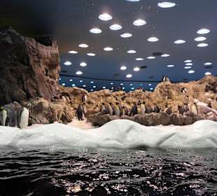 Loro Parque 