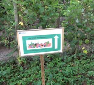 Interkultureller Gemeinschaftsgarten