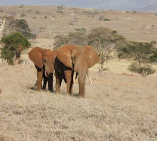 Julius Tact / JT Safaris