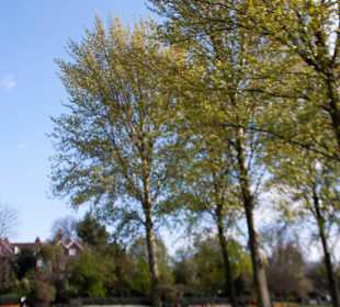 Regent's Park trees