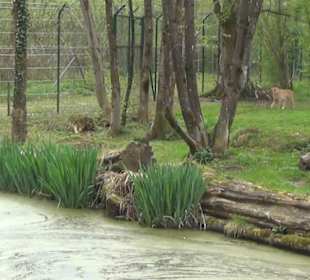 Südamerika Bereich - Gepard