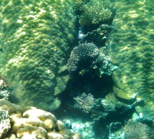 Korallenriff Fantasy