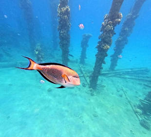Schnorcheln Sahl Hasheesh 