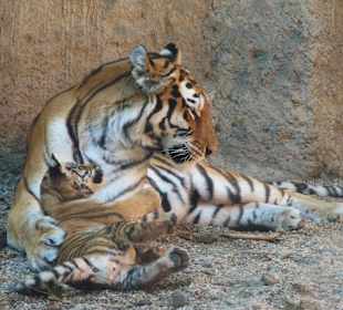 Тигрица с тигрятами