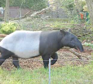 Tapir