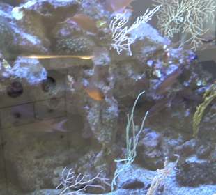 Staatliches Naturkunde Museum