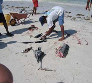 Reicher Fischfang