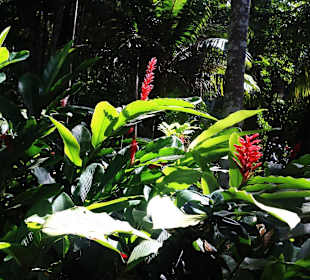 Vegetation beim Wasserfall