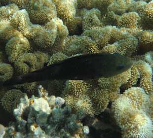 Fisch auf Koralle /Prima Life