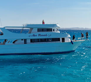 Delfinausflug mit Mo