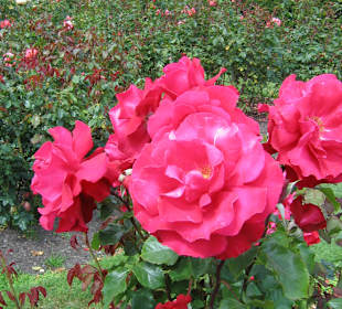 Christchurch. Botanical garden.