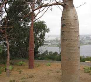 Gija Jumulu (Boab Tree)