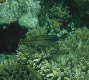 Hausriff Arabia Azur Resort