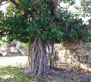 Uralter Gummibaum (Kap Anamur Tour)